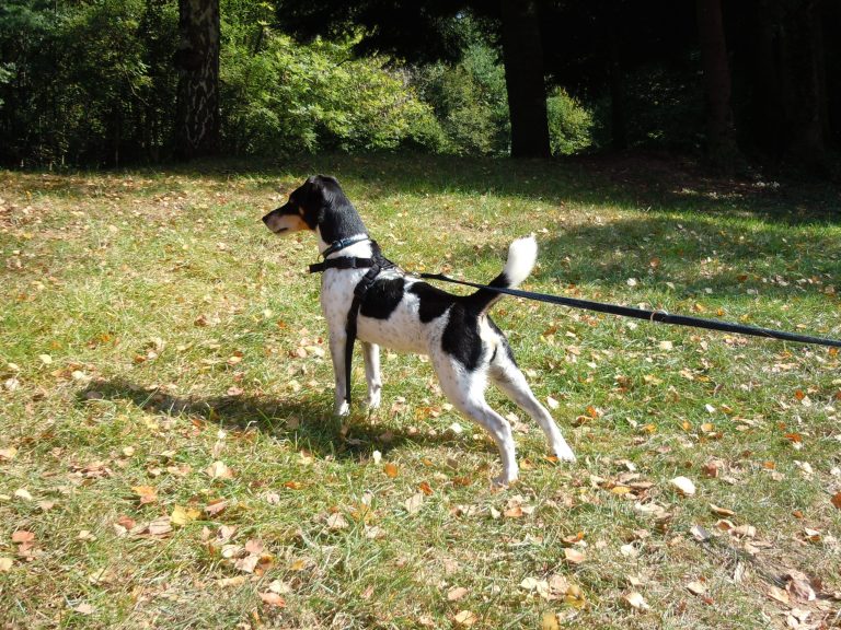 Angespannter Hund auf Wiese